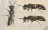 Passaloecus sp.
